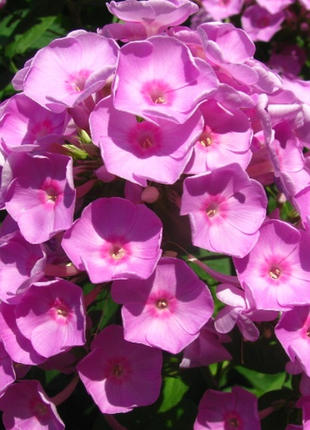 Флокси садові рожеві, світло-бузкові, білі3 фото