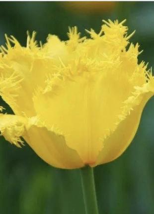 Тюльпан жёлтый бахромчатый3 фото