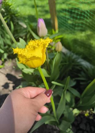 Тюльпан жёлтый бахромчатый2 фото