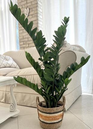 Замиокулькас искусственный в горшке 115 см