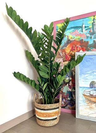 Замиокулькас искусственный в горшке 115 см