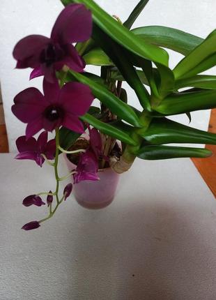 Орхідея квітуча дендрофаленопсис, висота 40см, на подарунок в кашпо