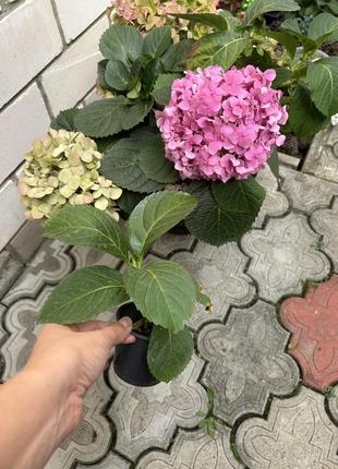 Гортензия 4