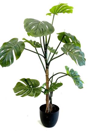 Монстера штучна. кімнатна рослина в горщику. висота 115 см