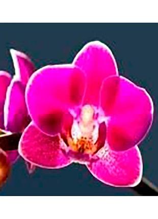 Алмазна мозаїка для дітей 7 років магія орхідеї strateg 10х15 см
