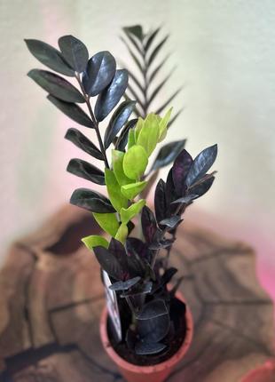 Заміокулькас рейвен блек, zamioculcas black raven