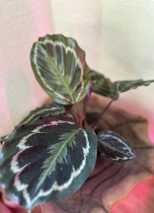 Калатрея медальон, calathea'medallion' (ø 12 см, h 45 см)