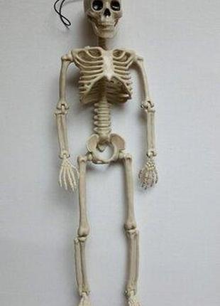 Анатомічна рухома модель скелет людина іграшка сувенір в авто на шарнірах 40 см