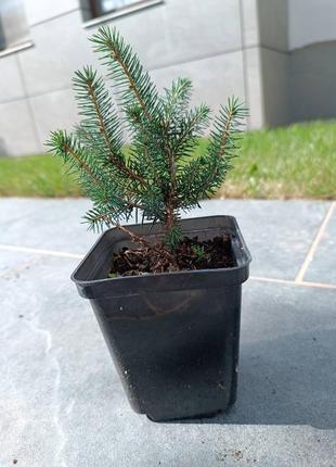 Ялинка карел у р9 горщику 🌲🌲🌲