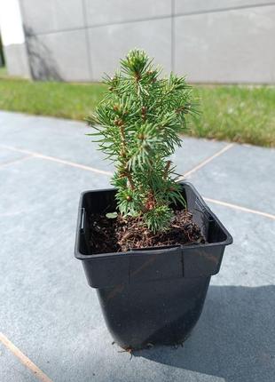 Елка лошадика в горшке р9 50грн