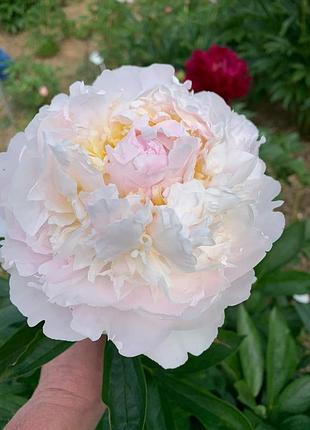 Півонії 190 сортів,на сайті radugasada.zp.ua