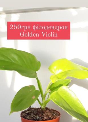 Філодендрон golden violin  12см горщик ароїдні рослини, вазони