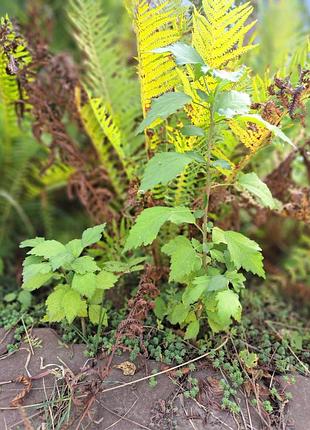 Гібіскус деревовидний