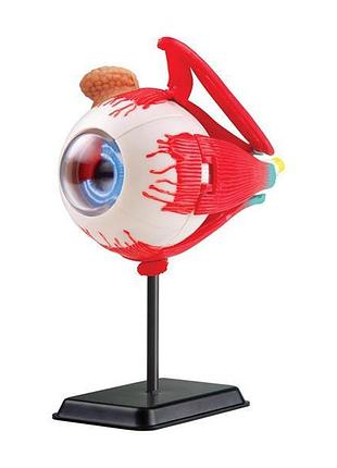 Модель глазного яблока edu-toys сборная 14 см (sk007)