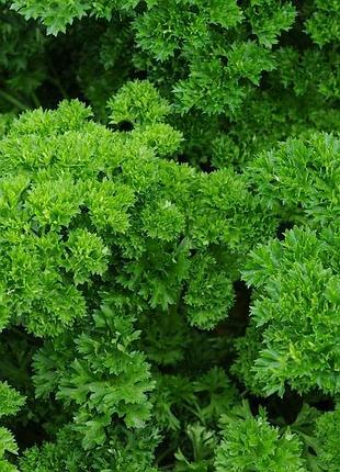 Семена петрушка листовая риччио верде 1 гр/уп