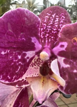 Орхидеи фаленопсис округленные (различные цвета и размеры)3 фото