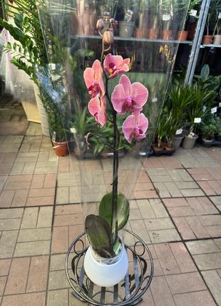 Орхідеї фаленопсис (різні кольори та розміри)5 фото
