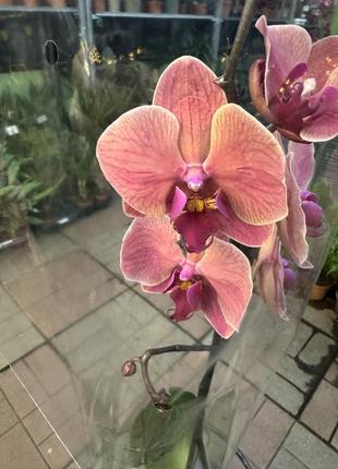 Орхідеї фаленопсис (різні кольори та розміри)1 фото