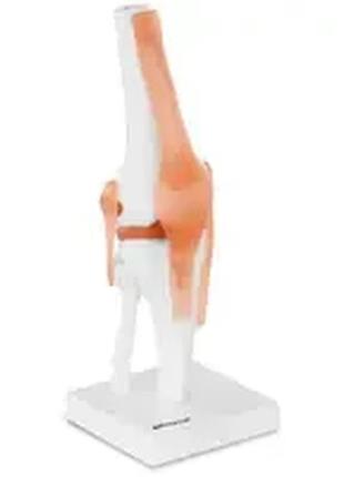 Колінна модель