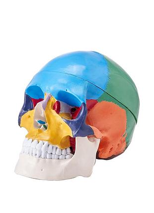 Модель черепа людини vevor, анатомічна модель людського черепа з 3 частин, анатомічна модель черепа в