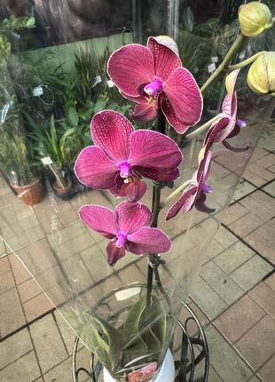 Орхідеї фаленопсис (різні кольори та розміри)10 фото