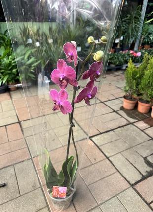 Орхидеи фаленопсис (различные цвета и размеры)5 фото