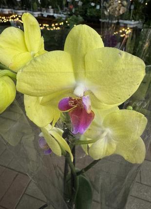 Орхідеї фаленопсис (різні кольори та розміри)2 фото