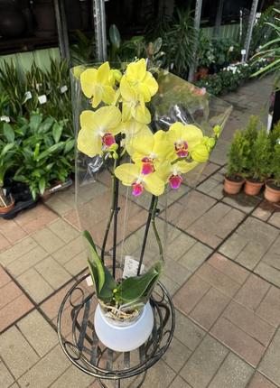 Орхидеи фаленопсис (различные цвета и размеры)9 фото