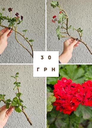 Пеларгонія герань розебудна червона