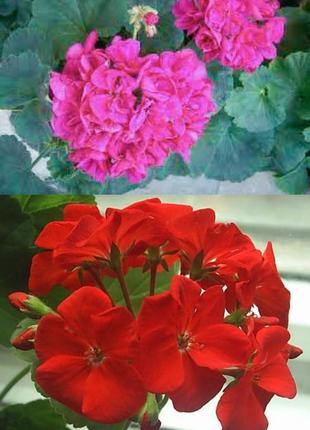 Пеларгонія герань мушкитерка розпродаж