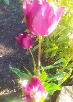 Тюльпаны ранние голландия7 фото