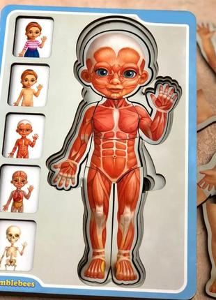 Дерев'яний пазл-вкладиш "анатомія людини – дівчинка" ubumblebees (псф025) psf025 будова тіла4 фото