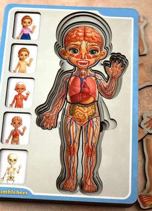 Дерев'яний пазл-вкладиш "анатомія людини – дівчинка" ubumblebees (псф025) psf025 будова тіла5 фото
