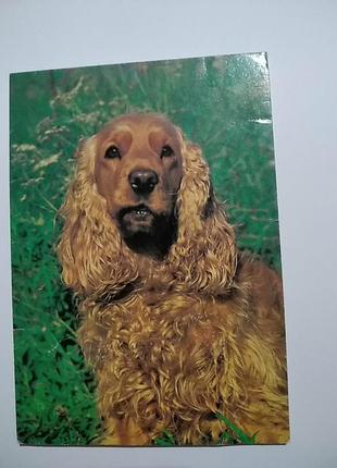 Английский кокер спаниель.. открытка размер 10,5*15 см. состояние на фото