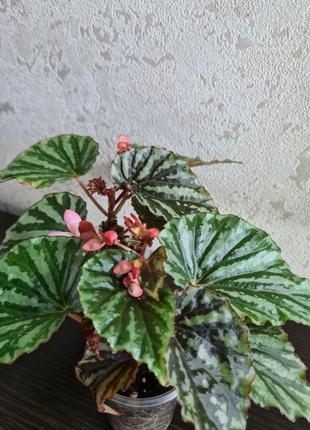 Бегонії елатіор, кейни та декоративнолистяні