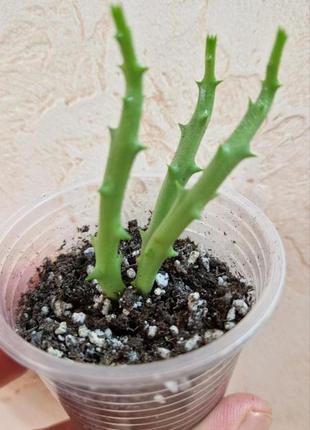 Стапелия, орбея пёстрая, stapelia variegata, укоренённый черенок2 фото