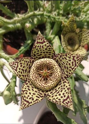 Стапелія леопардова, орбея, stapelia variegata, вкорінений черенок1 фото