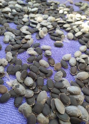 Семена люффы