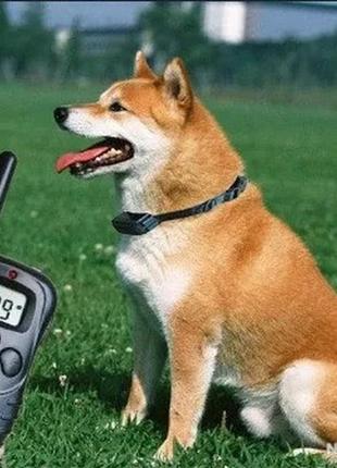 Электронный ошейник для тренировки собак dog training2 фото