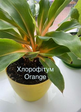 Хлорофитум orange оранж детка комнатные растения