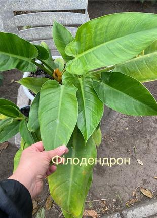 Филодендрон детки комнатные растения большой выбор