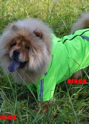 Комбинезон дождевик  для собак турист