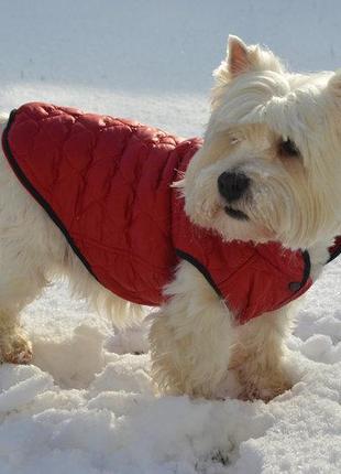 Жилет для собак азарт теплый 28*40/44 йорк 1