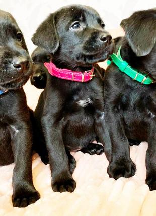 Ошейник для собак весна кожаный2 фото