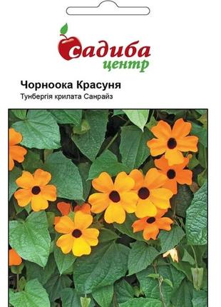 Семена тунбергия черноглазая красавица 0,1 г, hem zaden maxx shop