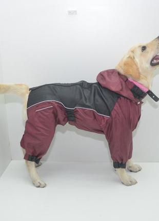 Одяг для собак комбінезон-дощовик тіма 21х27 см7 фото