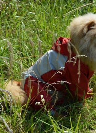 Одяг для собак комбінезон-дощовик тіма 21х27 см3 фото