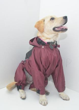 Одяг для собак комбінезон-дощовик тіма 21х27 см8 фото