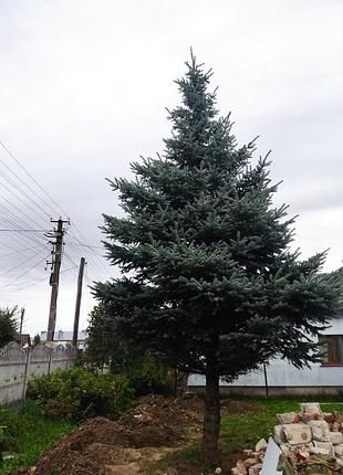 Ялина 3