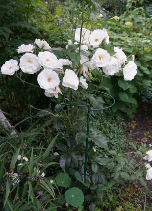 Опора для рослин напівкругла 800*260 мм